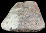 Hadrosaur Toe Bone - Alberta (Disposition #-) #71663-2